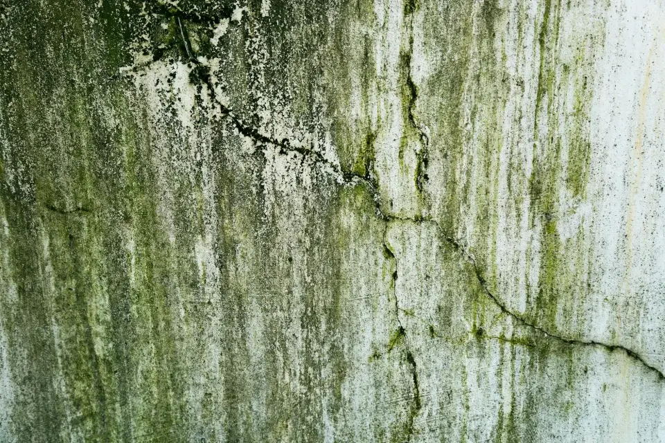 Our Story: Protecting San Antonio Homes from Mold